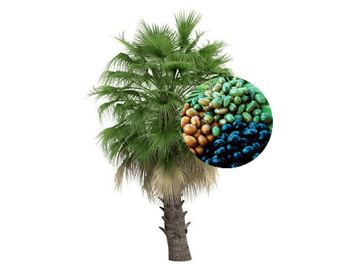 У склад Prostamin Forte уваходзяць плады пальмы
